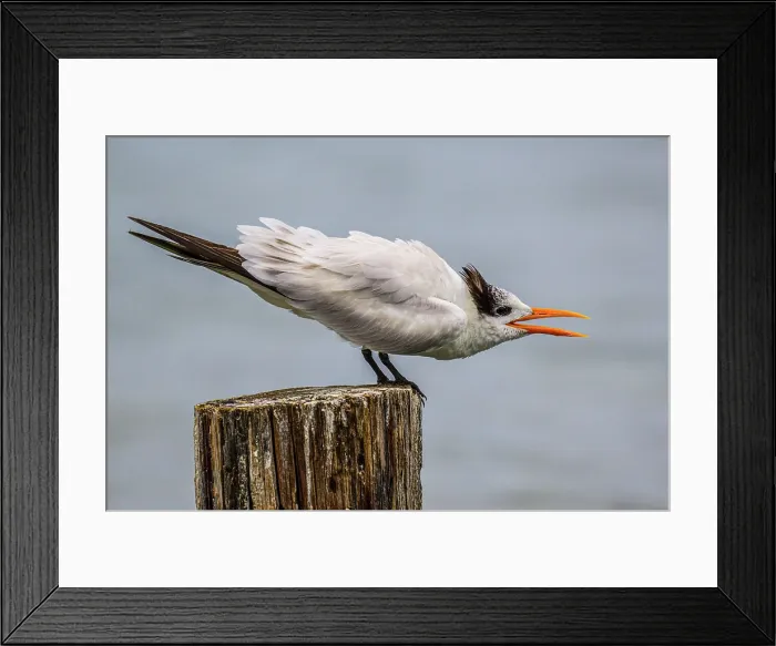 Framed Print : Royal tern (Thalasseus maximus) fledgling begging, Grand Cayman- East End, Cayman Islands Framed Print : Royal tern (Thalasseus maximus) fledgling begging, Grand Cayman- East End, Cayman Islands