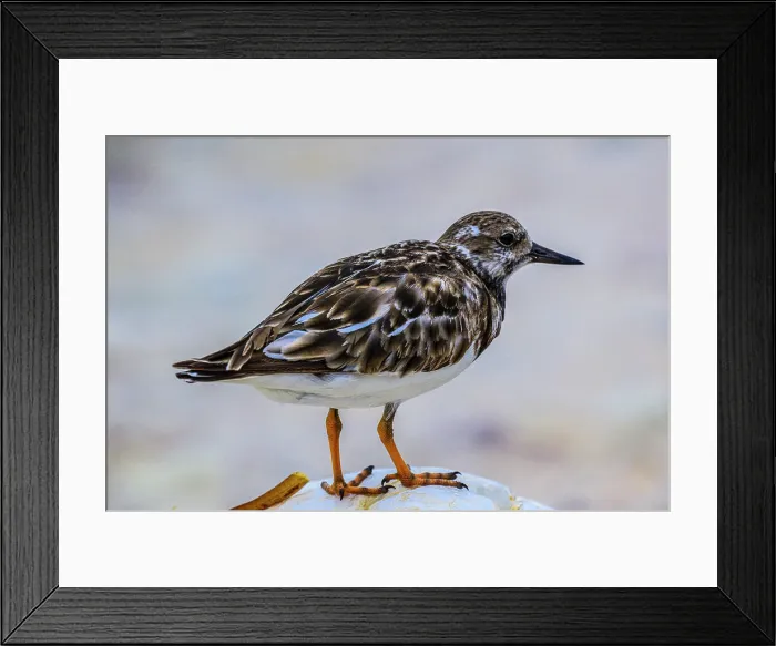 Framed Print : Ruddy turnstone (Arenaria interpres) Foraging along the beach, Colliers, Grand Cayman- East End, Cayman Islands Framed Print : Ruddy turnstone (Arenaria interpres) Foraging along the beach, Colliers, Grand Cayman- East End, Cayman Islands