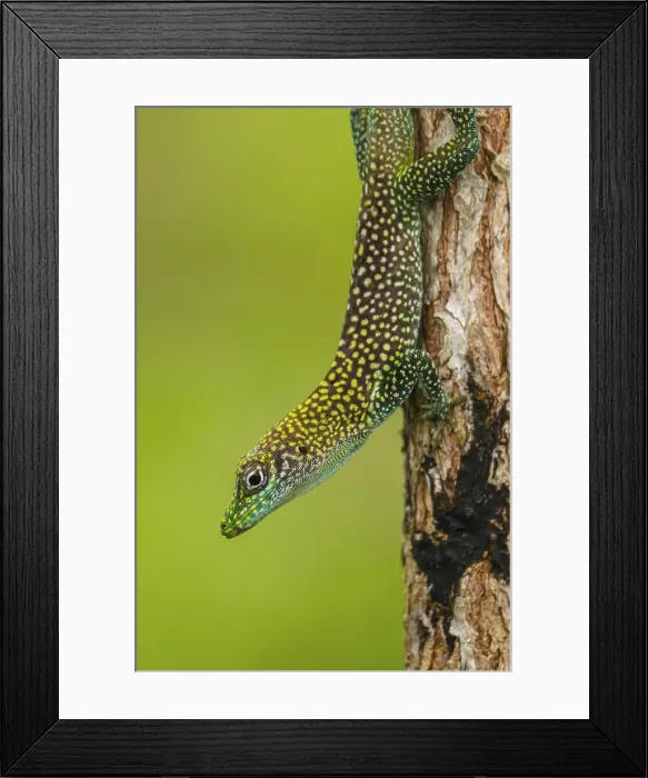 Framed Print : Grand Cayman anole (Anolis conspersus) Cayman Islands blue-fanned anole, Malportas Pond, Grand Cayman- North Side, Cayman Islands Framed Print : Grand Cayman anole (Anolis conspersus) Cayman Islands blue-fanned anole, Malportas Pond, Grand Cayman- North Side, Cayman Islands