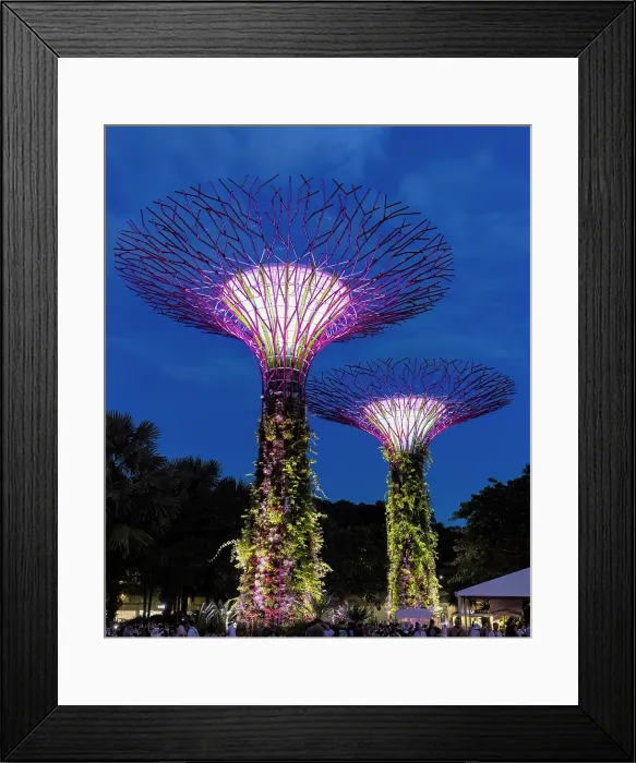 Framed Print : Lightshow in the Supertree Grove, Gardens by the Bay, Singapore Framed Print : Lightshow in the Supertree Grove, Gardens by the Bay, Singapore