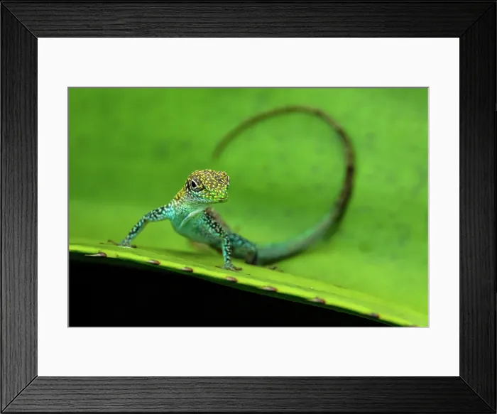Framed Print : Grand Cayman anole (Anolis conspersus) Cayman Islands blue-fanned anole, Malportas Pond, Grand Cayman- North Side, Cayman Islands Framed Print : Grand Cayman anole (Anolis conspersus) Cayman Islands blue-fanned anole, Malportas Pond, Grand Cayman- North Side, Cayman Islands