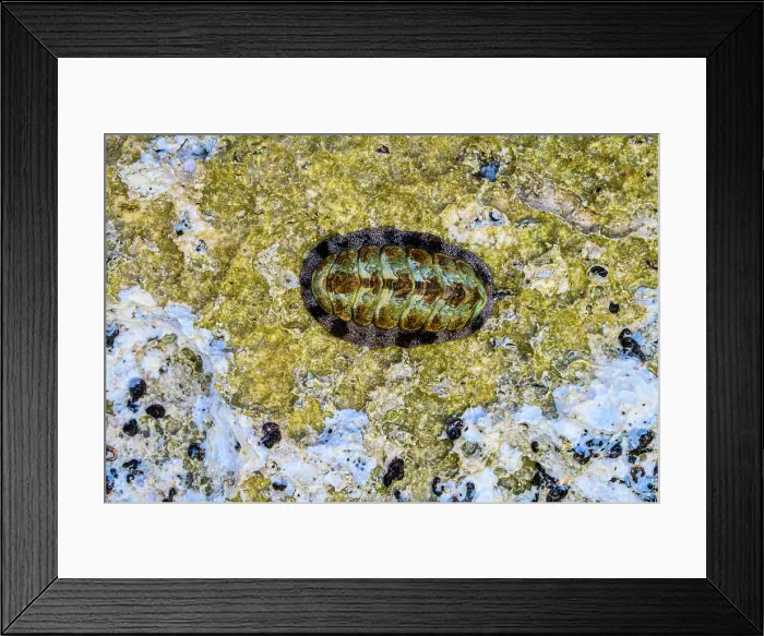 Framed Print : West Indian fuzzy chiton (Acanthopleura granulata), George Town, Grand Cayman-, Cayman Islands Framed Print : West Indian fuzzy chiton (Acanthopleura granulata), George Town, Grand Cayman-, Cayman Islands