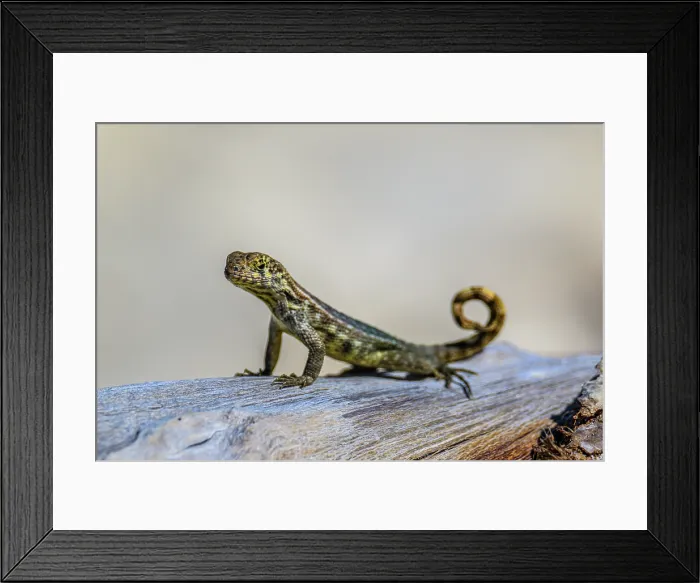 Framed Print : Northern Curly-tailed Lizard (Leiocephalus carinatus), Barefoot Beach- East End, Grand Cayman, Cayman Islands Framed Print : Northern Curly-tailed Lizard (Leiocephalus carinatus), Barefoot Beach- East End, Grand Cayman, Cayman Islands