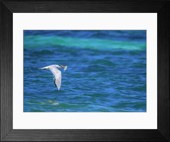Framed Print : Royal tern (Thalasseus maximus) hunting, Barefoot Beach, Grand Cayman- East End, Cayman Islands Framed Print : Royal tern (Thalasseus maximus) hunting, Barefoot Beach, Grand Cayman- East End, Cayman Islands