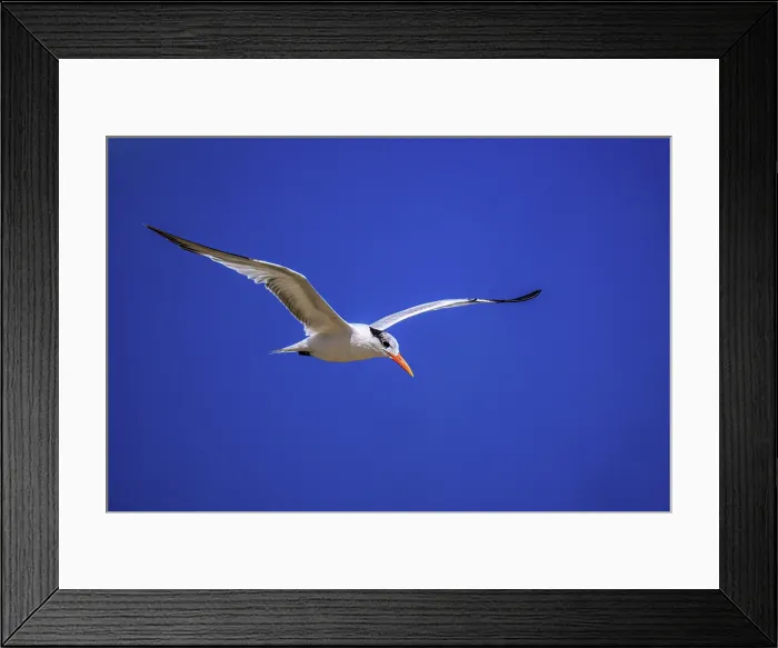 Framed Print : Royal tern (Thalasseus maximus) hunting, Barefoot Beach, Grand Cayman- East End, Cayman Islands Framed Print : Royal tern (Thalasseus maximus) hunting, Barefoot Beach, Grand Cayman- East End, Cayman Islands