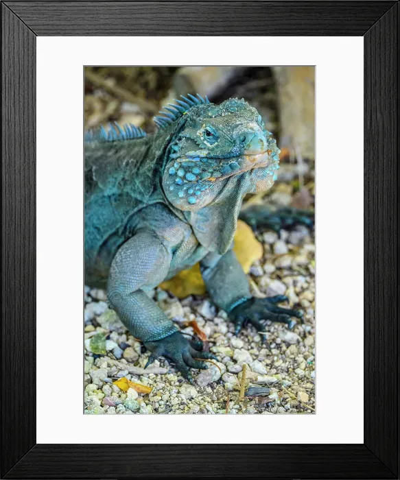 Framed Print : Blue Iguana (Cyclura lewisi), Queen Elizabeth II Botanical Park, Grand Cayman- North Side, Cayman Islands Framed Print : Blue Iguana (Cyclura lewisi), Queen Elizabeth II Botanical Park, Grand Cayman- North Side, Cayman Islands