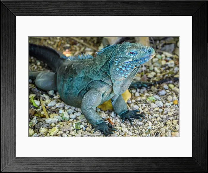Framed Print : Blue Iguana (Cyclura lewisi), Queen Elizabeth II Botanical Park, Grand Cayman- North Side, Cayman Islands Framed Print : Blue Iguana (Cyclura lewisi), Queen Elizabeth II Botanical Park, Grand Cayman- North Side, Cayman Islands