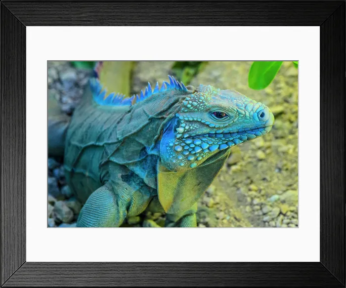 Framed Print : Blue Iguana (Cyclura lewisi), Queen Elizabeth II Botanical Park, Grand Cayman- North Side, Cayman Islands Framed Print : Blue Iguana (Cyclura lewisi), Queen Elizabeth II Botanical Park, Grand Cayman- North Side, Cayman Islands