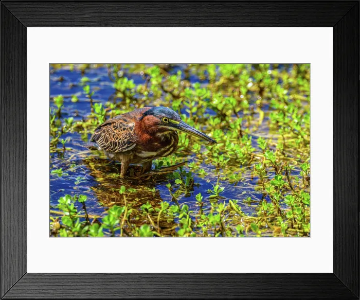 Framed Print : Green heron (Butorides striatus) Hunting, Queen Elizabeth II Botanical Park, Grand Cayman- North Side, Cayman Islands Framed Print : Green heron (Butorides striatus) Hunting, Queen Elizabeth II Botanical Park, Grand Cayman- North Side, Cayman Islands