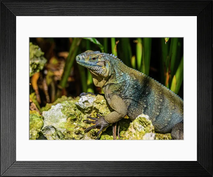 Framed Print : Blue Iguana (Cyclura lewisi), Queen Elizabeth II Botanical Park, Grand Cayman- North Side, Cayman Islands Framed Print : Blue Iguana (Cyclura lewisi), Queen Elizabeth II Botanical Park, Grand Cayman- North Side, Cayman Islands