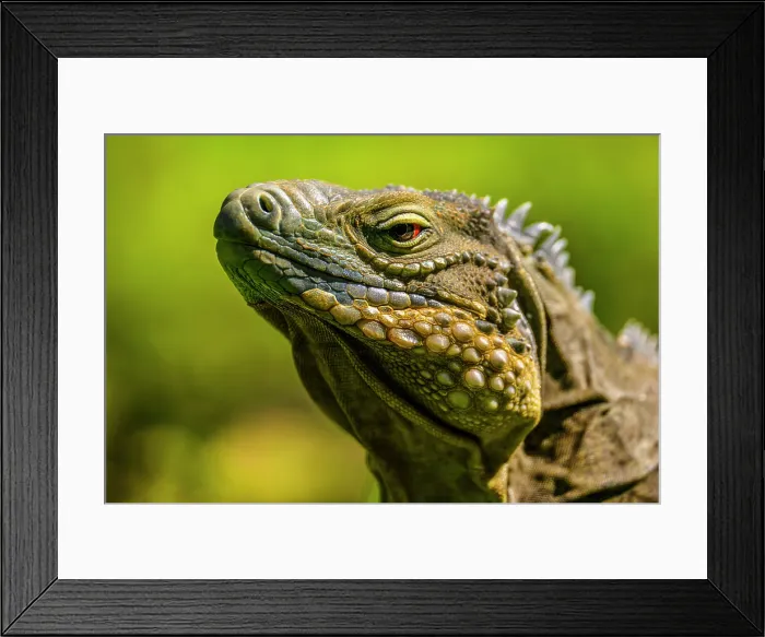 Framed Print : Blue Iguana (Cyclura lewisi), Queen Elizabeth II Botanical Park, Grand Cayman- North Side, Cayman Islands Framed Print : Blue Iguana (Cyclura lewisi), Queen Elizabeth II Botanical Park, Grand Cayman- North Side, Cayman Islands