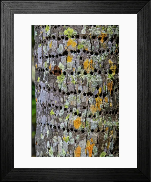 Framed Print : Sapsucker holes in a tree trunk, Queen Elizabeth II Botanical Park, Grand Cayman- North Side, Cayman Islands Framed Print : Sapsucker holes in a tree trunk, Queen Elizabeth II Botanical Park, Grand Cayman- North Side, Cayman Islands