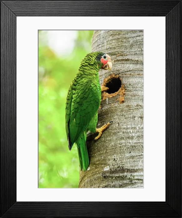 Framed Print : Grand Cayman Parrot (Amazona leucocephala caymanensis) Near threatened status, Queen Elizabeth II Botanical Park, Grand Cayman- North Side, Cayman Islands Framed Print : Grand Cayman Parrot (Amazona leucocephala caymanensis) Near threatened status, Queen Elizabeth II Botanical Park, Grand Cayman- North Side, Cayman Islands