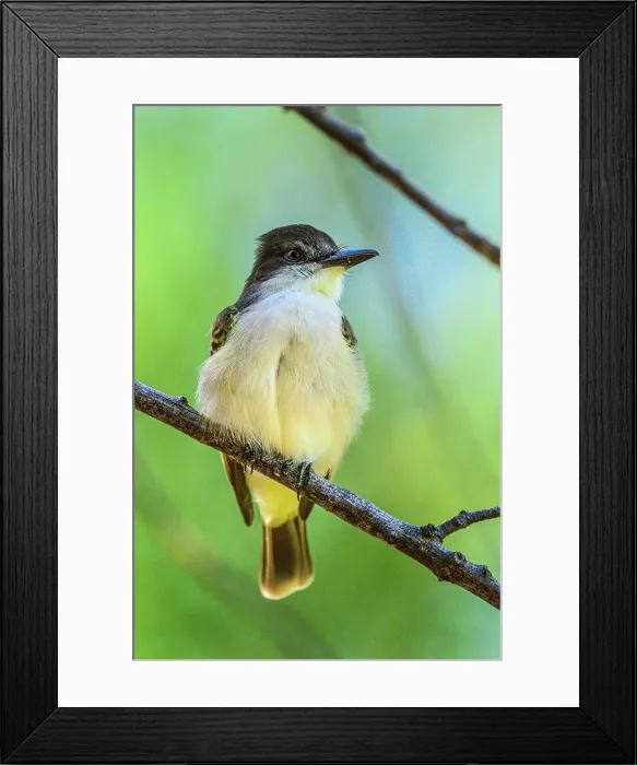 Framed Print : Loggerhead kingbird (Tyrannus caudifasciatus), George Town, Grand Cayman- George Town, Cayman Islands Framed Print : Loggerhead kingbird (Tyrannus caudifasciatus), George Town, Grand Cayman- George Town, Cayman Islands