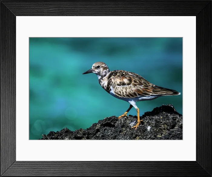 Framed Print : Ruddy turnstone (Arenaria interpres), George Town, Grand Cayman- George Town, Cayman Islands Framed Print : Ruddy turnstone (Arenaria interpres), George Town, Grand Cayman- George Town, Cayman Islands