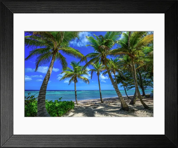 Framed Print : Palm trees overlooking the Caribbean, Rum Point, Grand Cayman- North Side, Cayman Islands Framed Print : Palm trees overlooking the Caribbean, Rum Point, Grand Cayman- North Side, Cayman Islands
