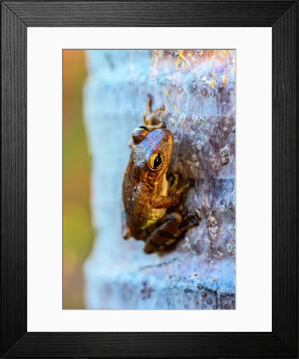 Framed Print : Cuban Treefrog (Osteopilus septentrionalis) Resting on palm tree, George Town, Grand Cayman-, Cayman Islands Framed Print : Cuban Treefrog (Osteopilus septentrionalis) Resting on palm tree, George Town, Grand Cayman-, Cayman Islands