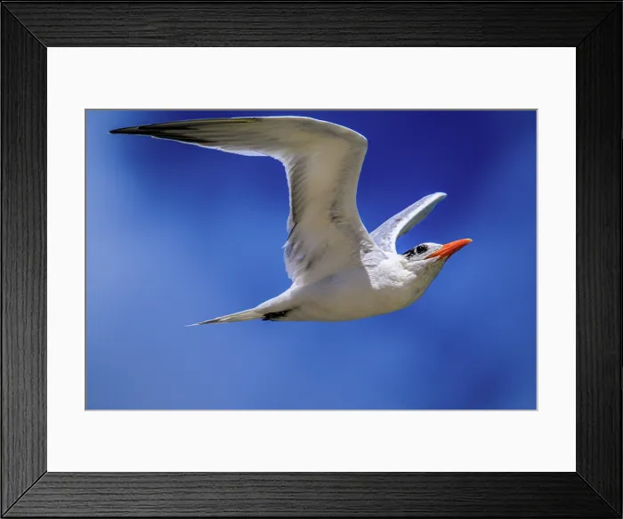 Framed Print : Royal tern (Thalasseus maximus) hunting, Grand Cayman- Barefoot Beach, East End, Grand Cayman, Cayman Islands Framed Print : Royal tern (Thalasseus maximus) hunting, Grand Cayman- Barefoot Beach, East End, Grand Cayman, Cayman Islands