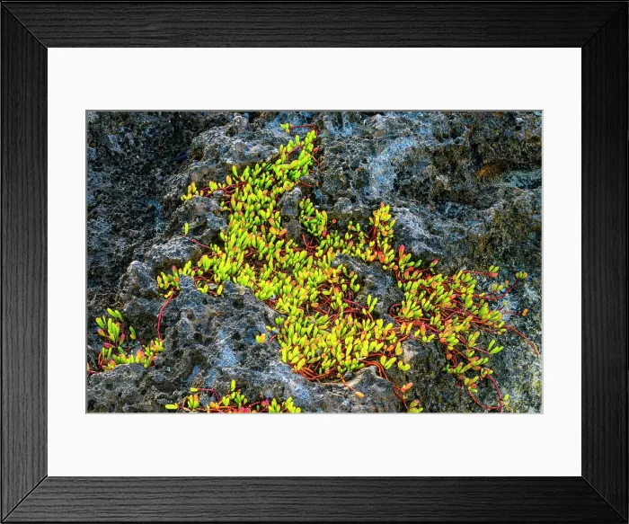 Framed Print : Ironstone outcrop with a colony of Sea purslane (Sesuvium portulacastrum), George Town, Grand Cayman, Cayman Islands