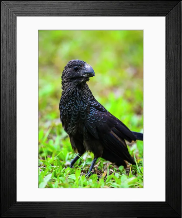 Framed Print : Smooth-billed ani (Crotophaga ani), George Town, Grand Cayman- George Town, Cayman Islands Framed Print : Smooth-billed ani (Crotophaga ani), George Town, Grand Cayman- George Town, Cayman Islands
