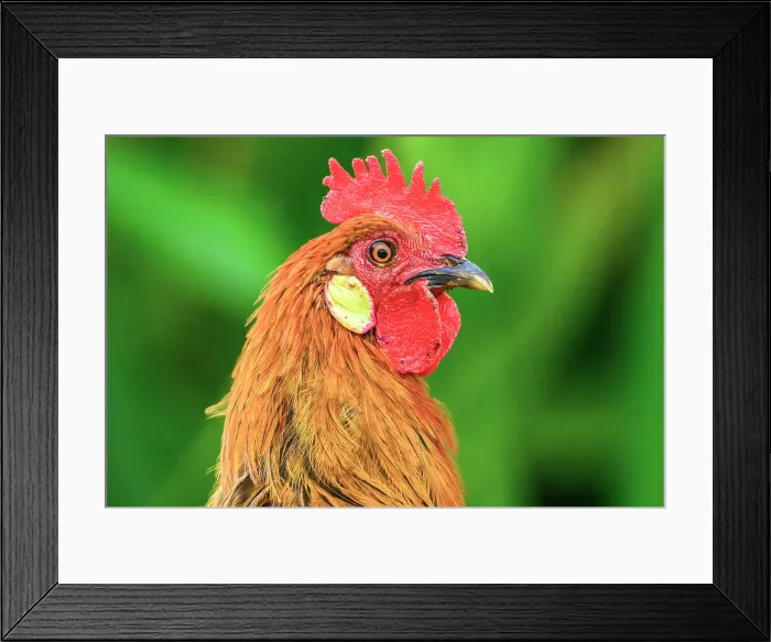Framed Print : Feral chickens (Gallus domesticus) male rooster, George Town, Grand Cayman- George Town, Cayman Islands Framed Print : Feral chickens (Gallus domesticus) male rooster, George Town, Grand Cayman- George Town, Cayman Islands