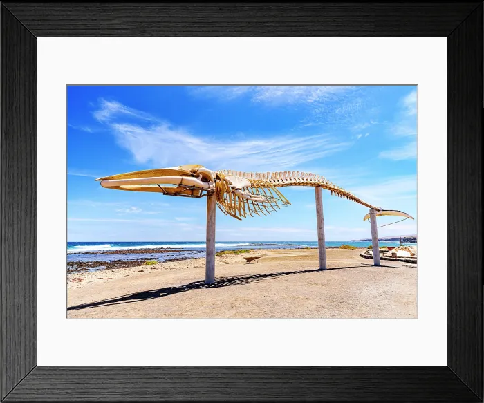 Framed Print : Whale skeleton on a beach at Las Salinas del Carmen salt flats, Fuerteventura, Canary Islands, Spain