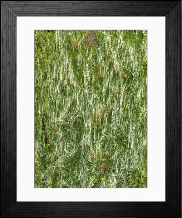 Framed Print : Seagrass, Rumbling Kern, Howick, near Alnwick, Northumberland, England Framed Print : Seagrass, Rumbling Kern, Howick, near Alnwick, Northumberland, England