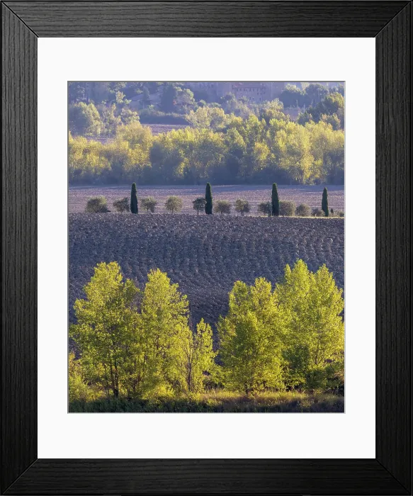 Framed Print : Backlit trees and ploughed fields in late summer, Val d'Orcia, Tuscany, Italy Framed Print : Backlit trees and ploughed fields in late summer, Val d'Orcia, Tuscany, Italy