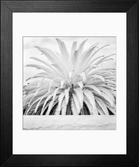 Framed Print : Infrared view of palm plant, Teguise, Lanzarote, Canary Islands, Spain Framed Print : Infrared view of palm plant, Teguise, Lanzarote, Canary Islands, Spain