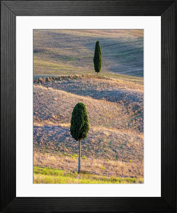 Framed Print : Cypress trees in fields in late summer, Val d'Orcia, Tuscany, Italy Framed Print : Cypress trees in fields in late summer, Val d'Orcia, Tuscany, Italy