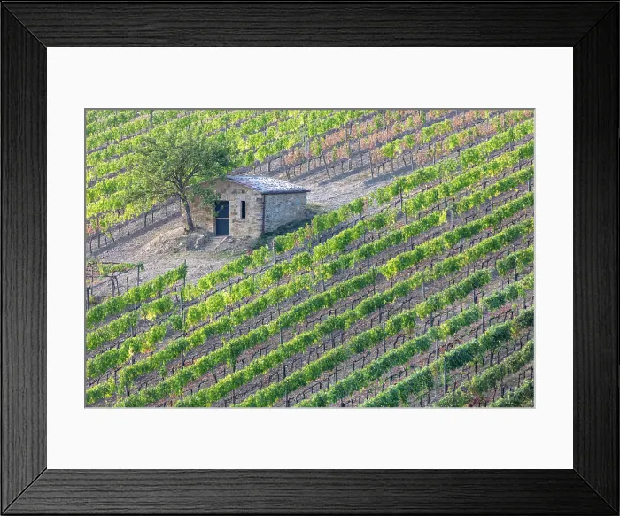 Framed Print : Vines and old stone barn, near Montalcino, Tuscany, Italy Framed Print : Vines and old stone barn, near Montalcino, Tuscany, Italy