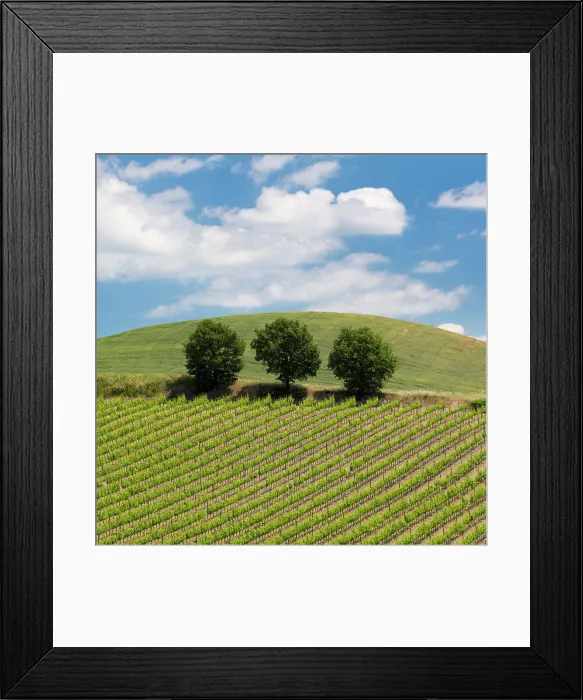 Framed Print : Trees and vines, Torrenieri, Montalcino; Province of Siena, Tuscany, Italy Framed Print : Trees and vines, Torrenieri, Montalcino; Province of Siena, Tuscany, Italy