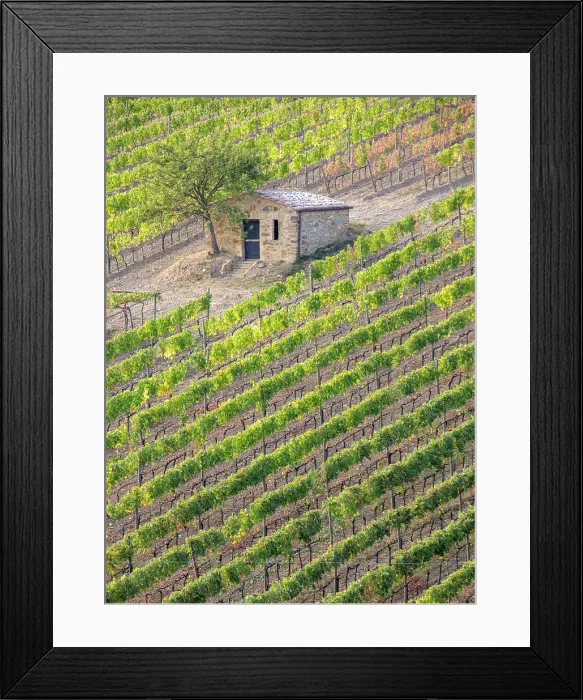 Framed Print : Vines and old stone barn, near Montalcino, Tuscany, Italy Framed Print : Vines and old stone barn, near Montalcino, Tuscany, Italy