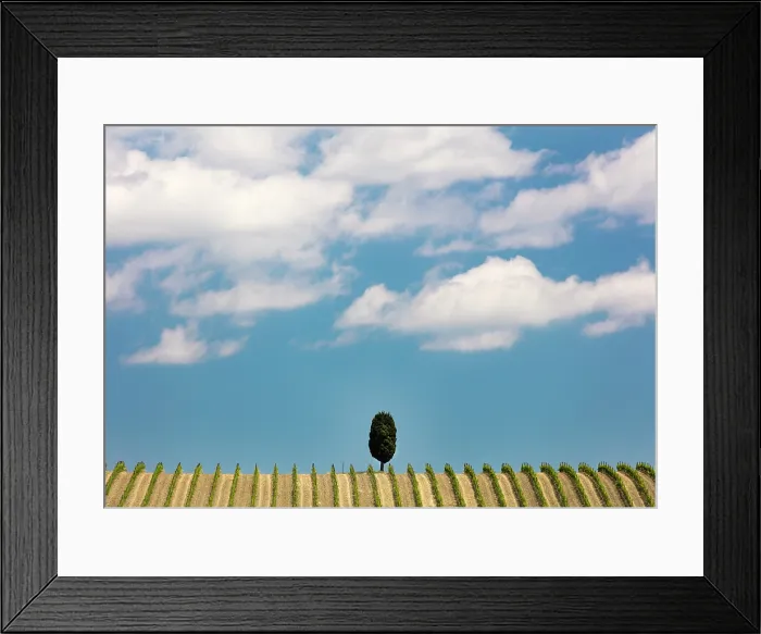 Framed Print : Cypress tree and vines, near Torrenieri, Montalcino, Province of Siena, Tuscany, Italy Framed Print : Cypress tree and vines, near Torrenieri, Montalcino, Province of Siena, Tuscany, Italy
