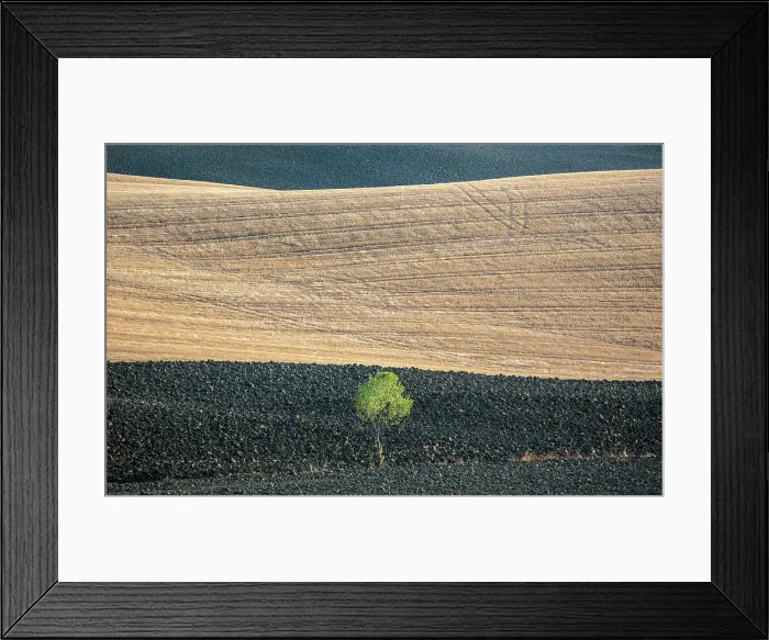 Framed Print : Ploughed fields and single tree in late summer, Val d'Orcia, Tuscany, Italy