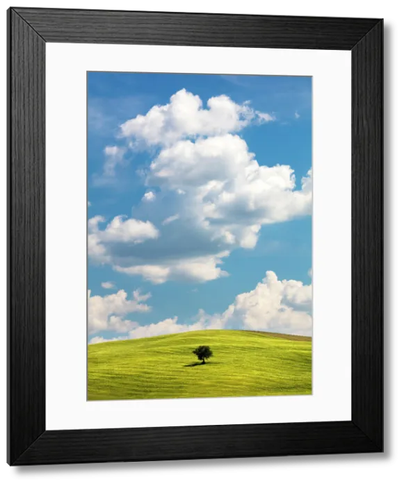 Framed Print : Tree on a hill, Montechiello, Province of Siena, Tuscany, Italy Framed Print : Tree on a hill, Montechiello, Province of Siena, Tuscany, Italy