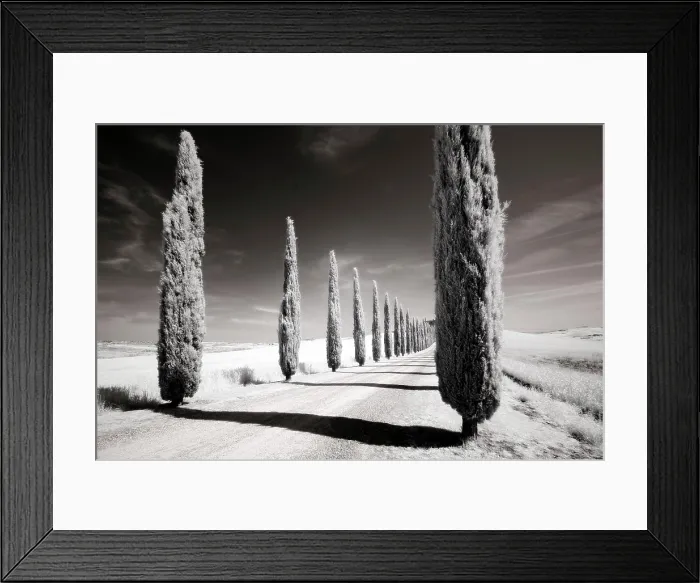 Framed Print : Infrared view of cypress trees, Val d'Orcia, near San Quirico d'Orcia, Tuscany, Italy Framed Print : Infrared view of cypress trees, Val d'Orcia, near San Quirico d'Orcia, Tuscany, Italy