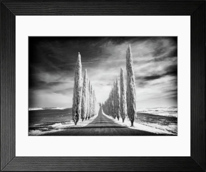 Framed Print : Infrared view of cypress trees, Val d'Orcia, near San Quirico d'Orcia, Tuscany, Italy Framed Print : Infrared view of cypress trees, Val d'Orcia, near San Quirico d'Orcia, Tuscany, Italy