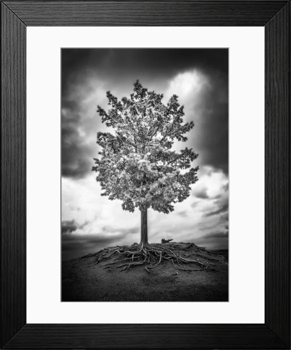 Framed Print : Infrared view of tree with exposed roots, near Cosona, Tuscany, Italy Framed Print : Infrared view of tree with exposed roots, near Cosona, Tuscany, Italy
