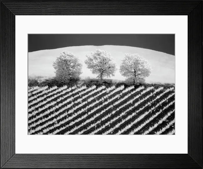 Framed Print : Infrared view of trees and vines, Torrenieri, Tuscany, Italy Framed Print : Infrared view of trees and vines, Torrenieri, Tuscany, Italy