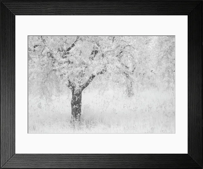 Framed Print : Infrared view of olive tree, Montisi, Tuscany, Italy Framed Print : Infrared view of olive tree, Montisi, Tuscany, Italy