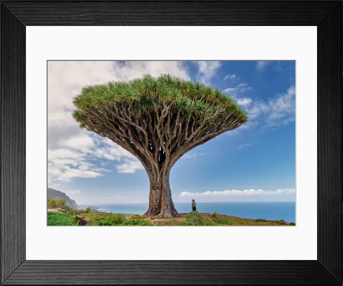 Framed Print : Dragon Tree, Los Realejos, Tenerife, Canary Islands, Spain Framed Print : Dragon Tree, Los Realejos, Tenerife, Canary Islands, Spain