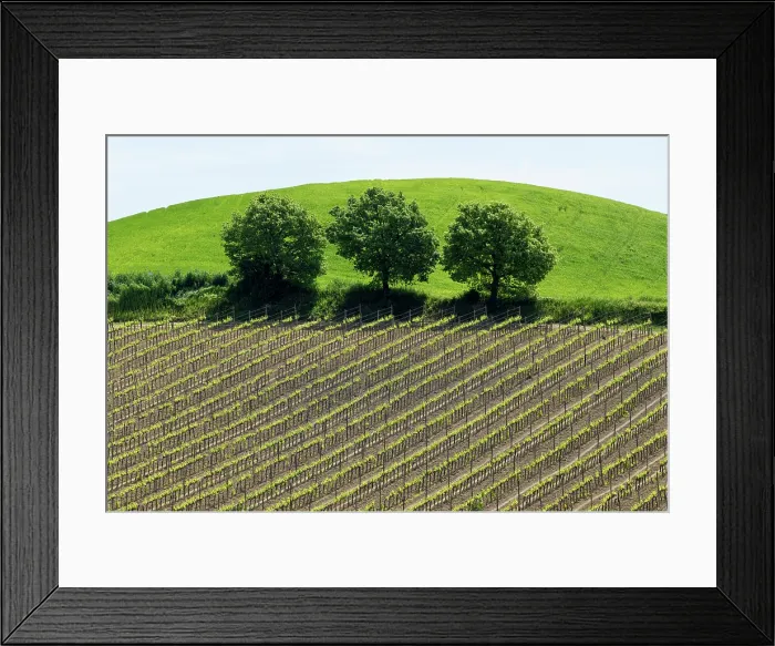 Framed Print : Trees and vines, Torrenieri, Montalcino; Province of Siena, Tuscany, Italy Framed Print : Trees and vines, Torrenieri, Montalcino; Province of Siena, Tuscany, Italy