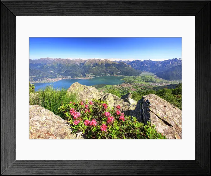 Framed Print : Flowering rhododendrons with Lake Como and Lower Valtellina on background, Lombardy, Italy