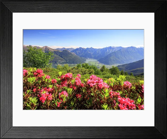 Framed Print : Rhododendrons in bloom on Monte Legnoncino with Valchiavenna on background, Lake Como, Lombardy, Italy