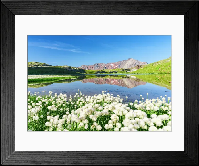 Framed Print : Cotton grass in bloom, Lago Bianco, Gavia Pass, Valfurva, Valtellina, Sondrio province, Lombardy, Italy Framed Print : Cotton grass in bloom, Lago Bianco, Gavia Pass, Valfurva, Valtellina, Sondrio province, Lombardy, Italy