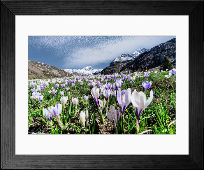 Framed Print : Crocus in bloom, Madesimo, Valle Spluga, Valchiavenna, Sondrio province, Lombardy, Italy Framed Print : Crocus in bloom, Madesimo, Valle Spluga, Valchiavenna, Sondrio province, Lombardy, Italy