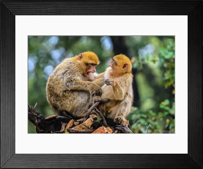Framed Print : Barbary macaque (Macaca sylvanus), Atlas Mountains Azrou Cedar Forest, Ifrane, Fes-Meknes, Morocco Framed Print : Barbary macaque (Macaca sylvanus), Atlas Mountains Azrou Cedar Forest, Ifrane, Fes-Meknes, Morocco