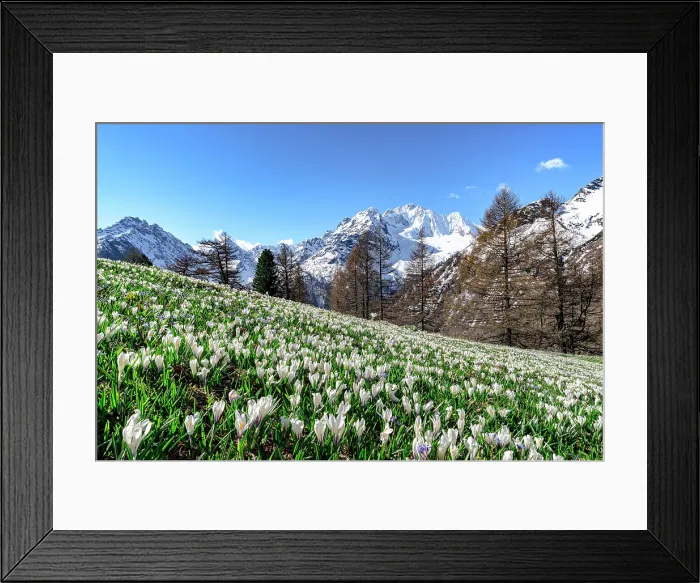 Framed Print : Crocus in bloom, Alpe Dell'Oro, Valmalenco, Sondrio province, Valtellina, Lombardy, Italy Framed Print : Crocus in bloom, Alpe Dell'Oro, Valmalenco, Sondrio province, Valtellina, Lombardy, Italy