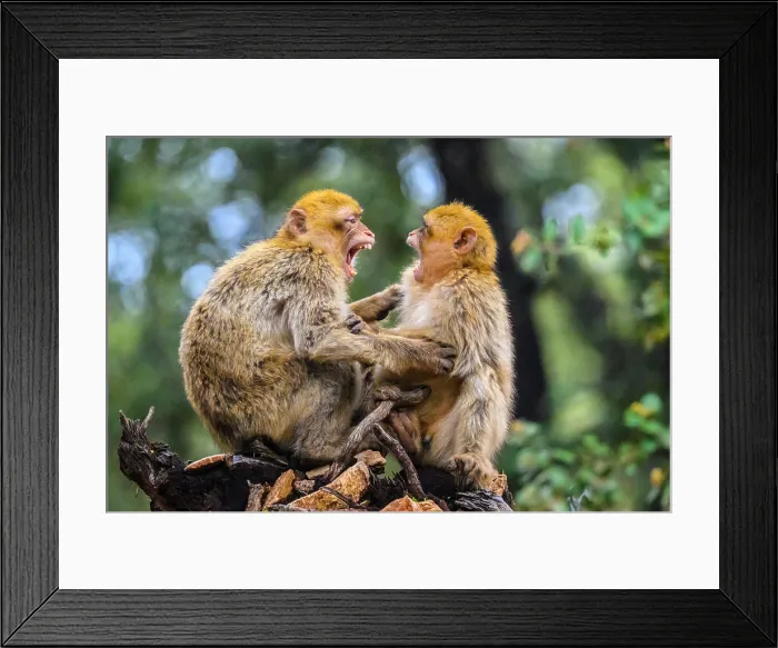 Framed Print : Barbary macaque (Macaca sylvanus), Atlas Mountains Azrou Cedar Forest, Ifrane, Fes-Meknes, Morocco Framed Print : Barbary macaque (Macaca sylvanus), Atlas Mountains Azrou Cedar Forest, Ifrane, Fes-Meknes, Morocco